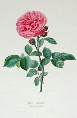 Émile Courtier