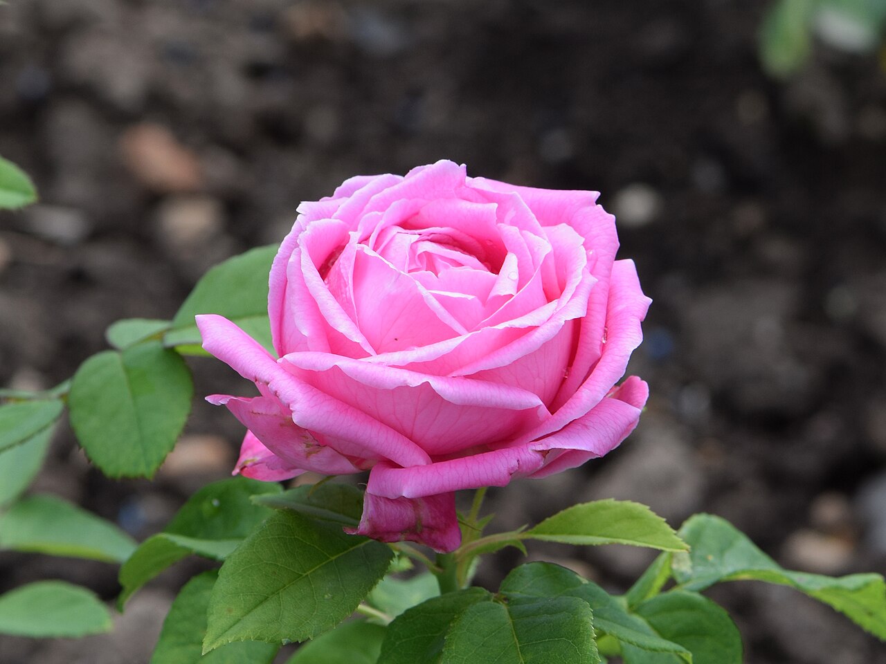 Souvenir de Monsieur Rousseau
