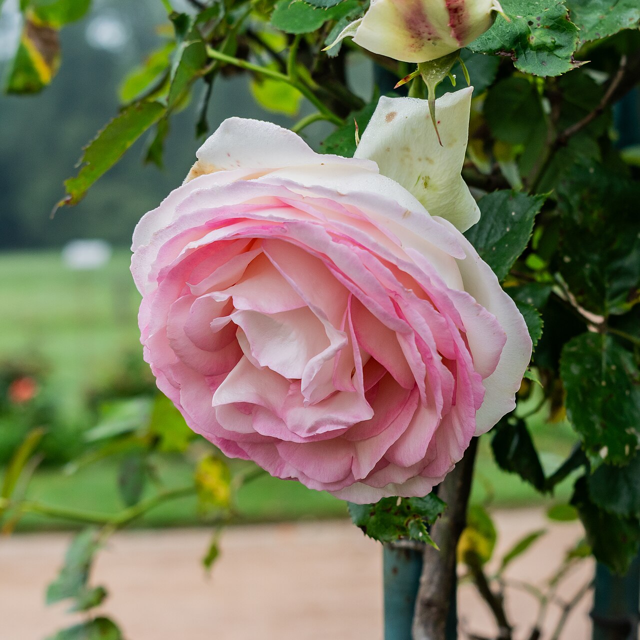 Blanc Pierre de Ronsard