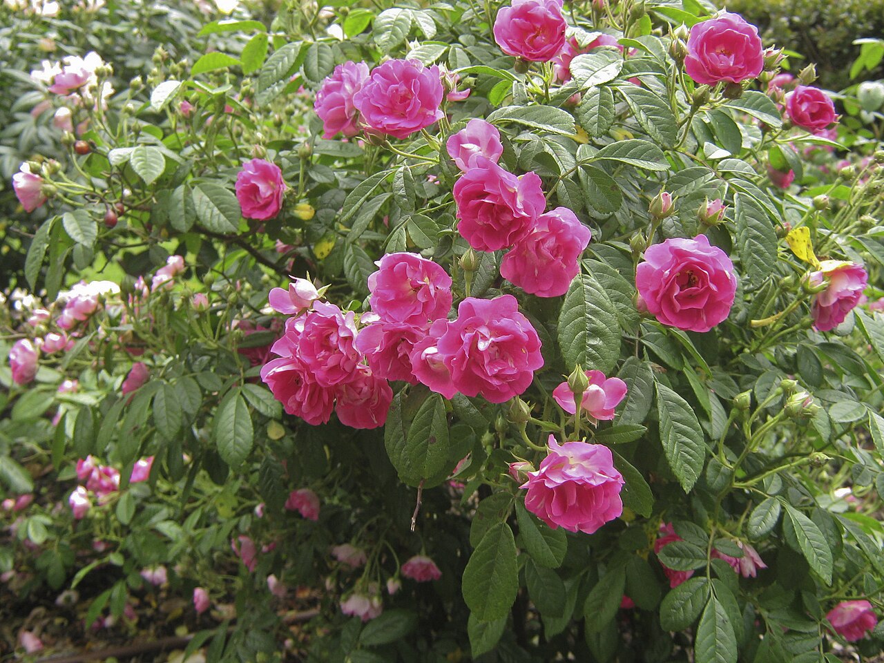 Spring Song