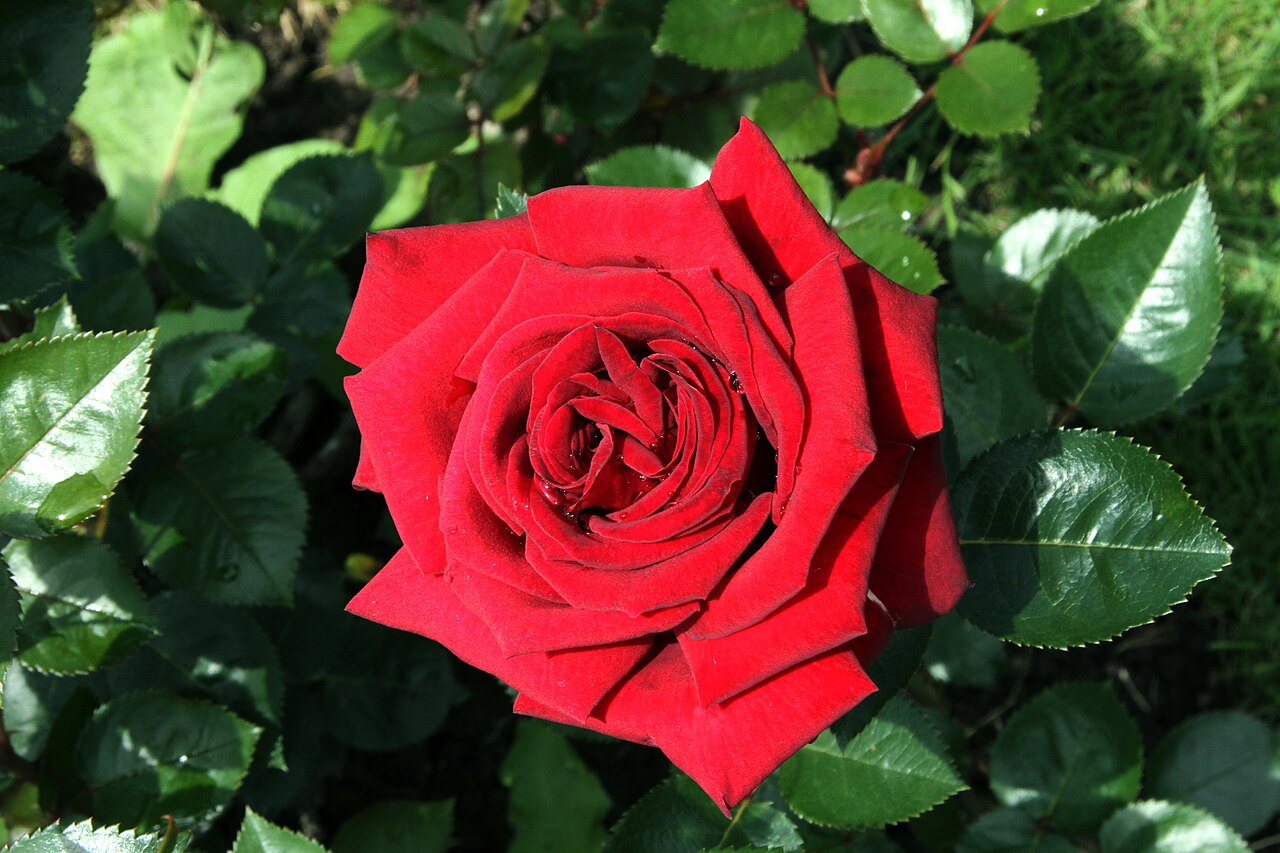 Rouge Adam