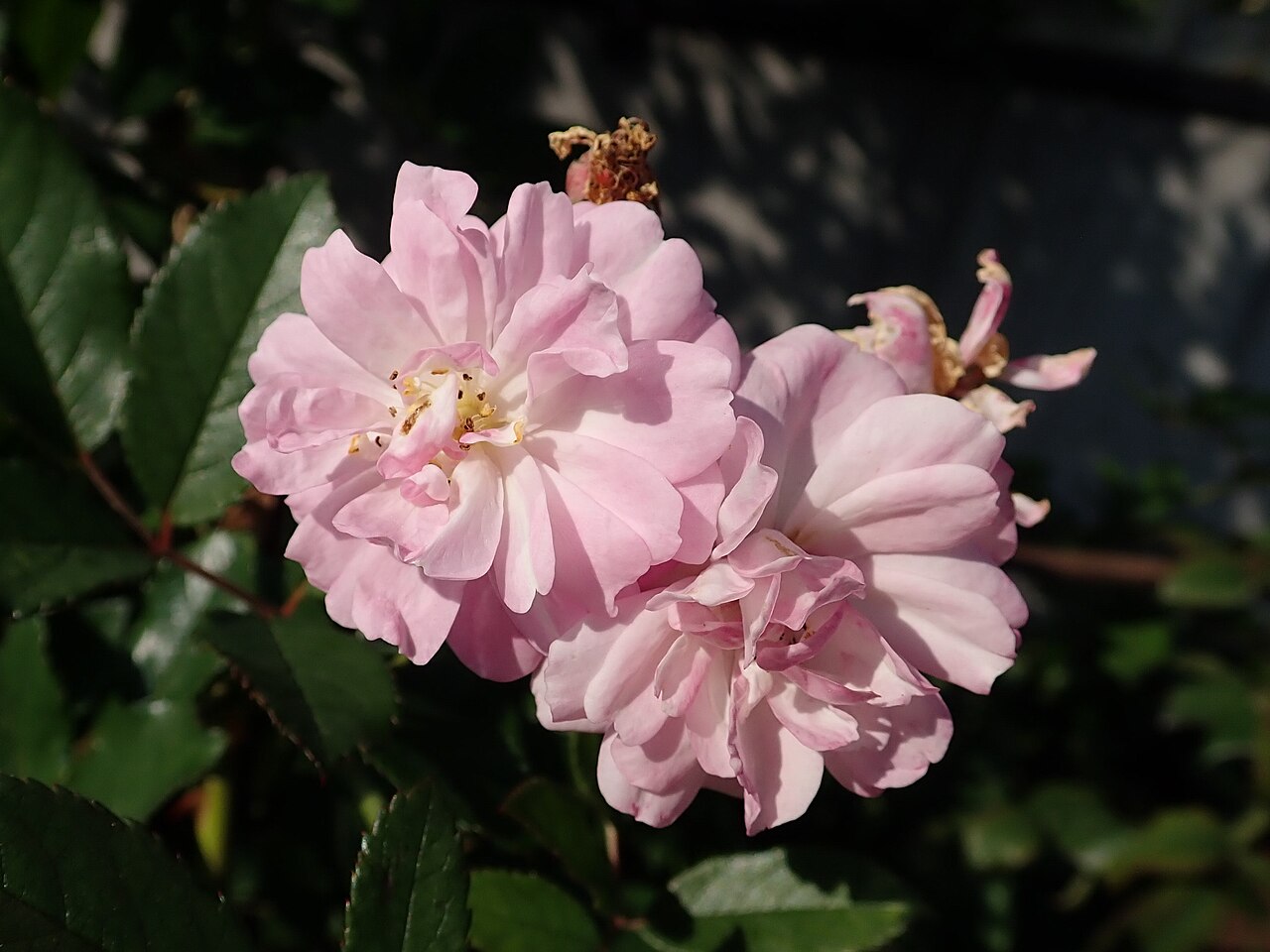 Brise Parfum
