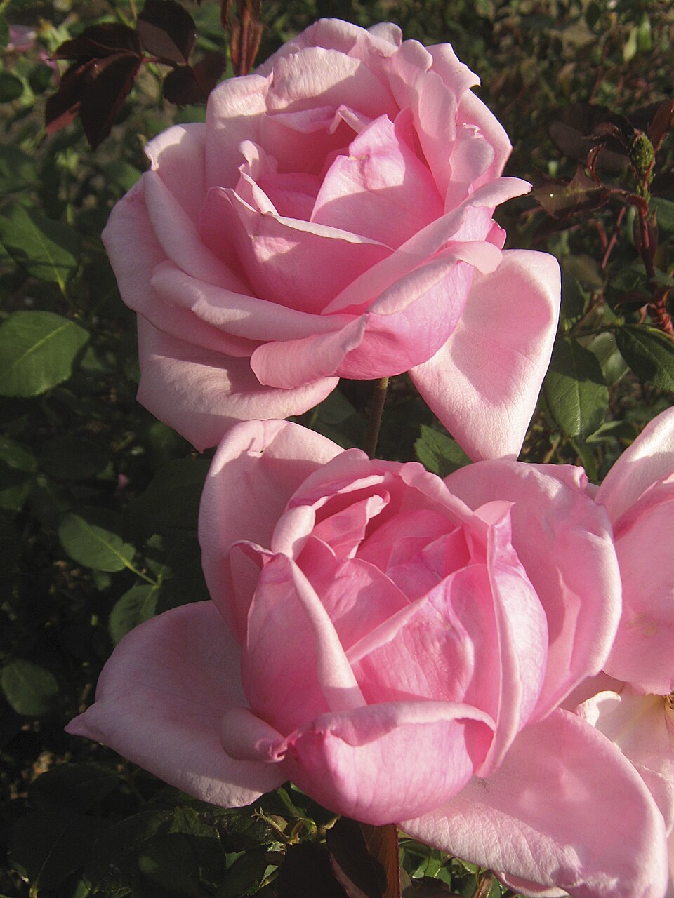 Pink Radiance