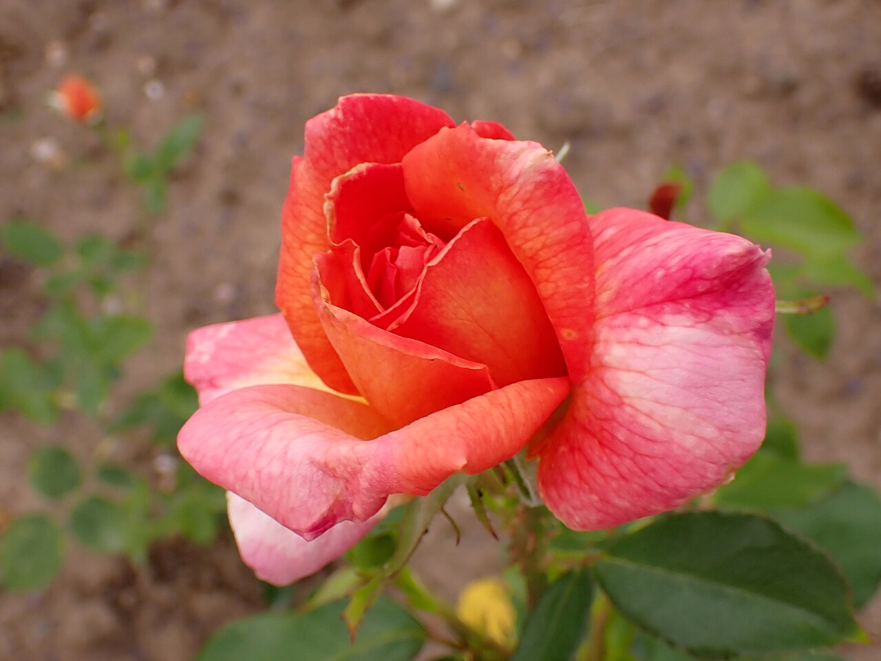 Sovrana