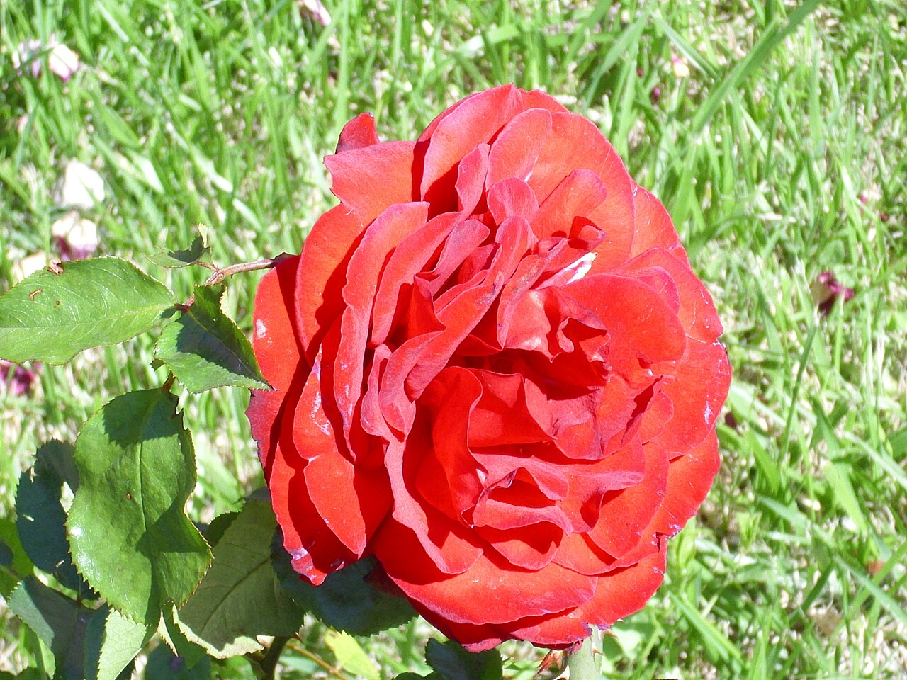 Scarlet Knight
