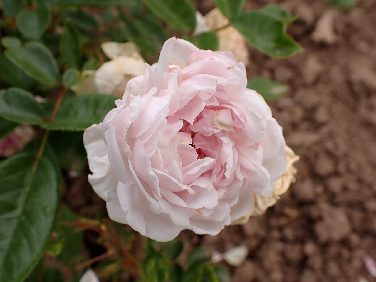 Margaret Elbogen