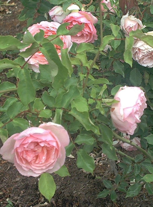 Comtesse de Labarthe