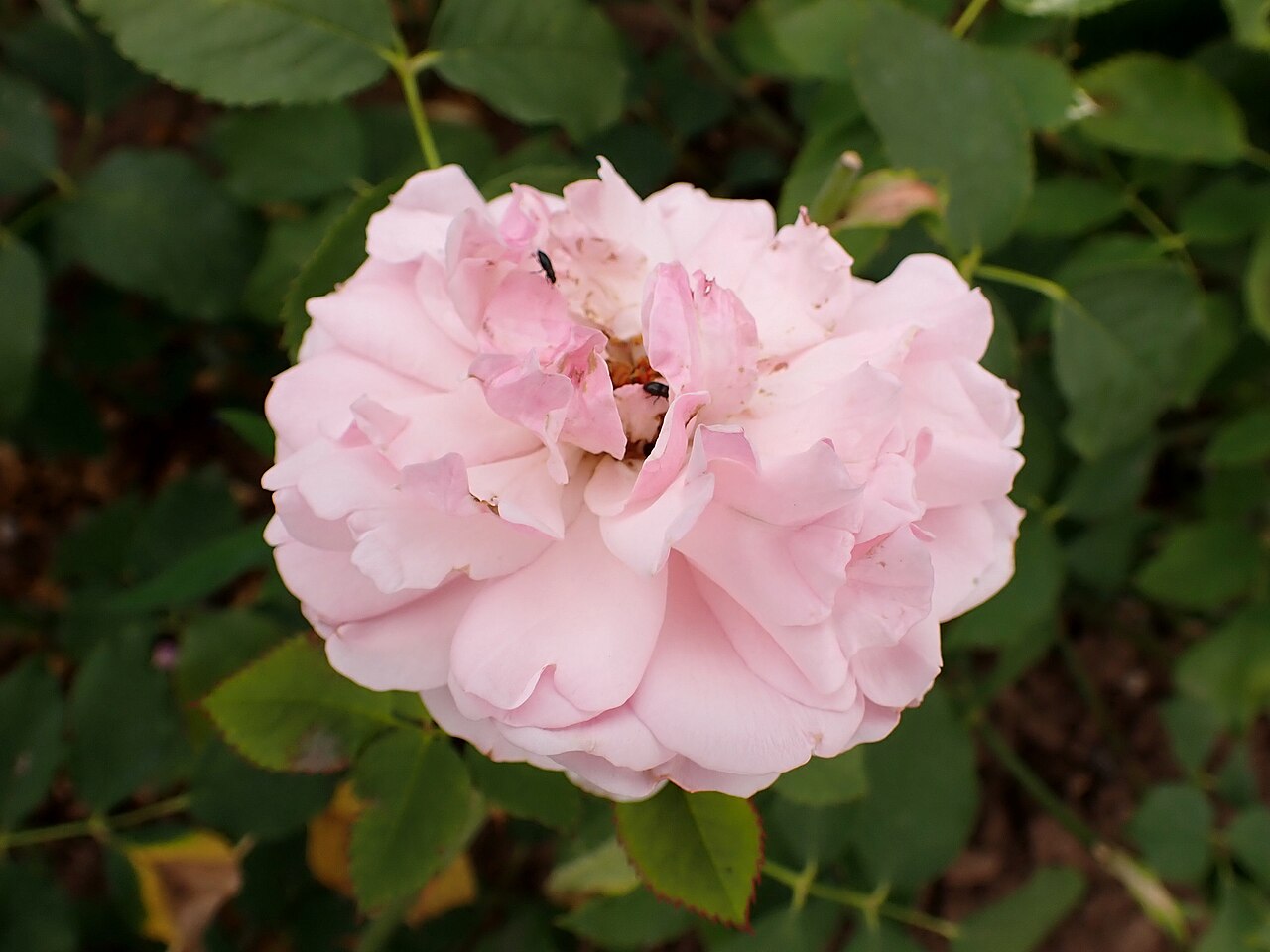 Lady Salisbury