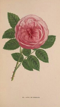 Anna de Diesbach
