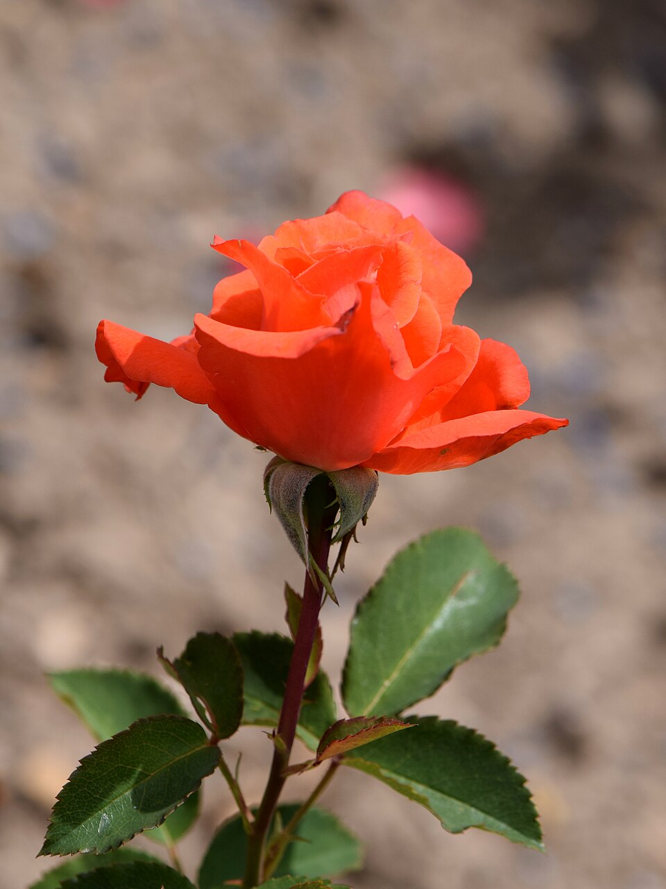 Lady Rose
