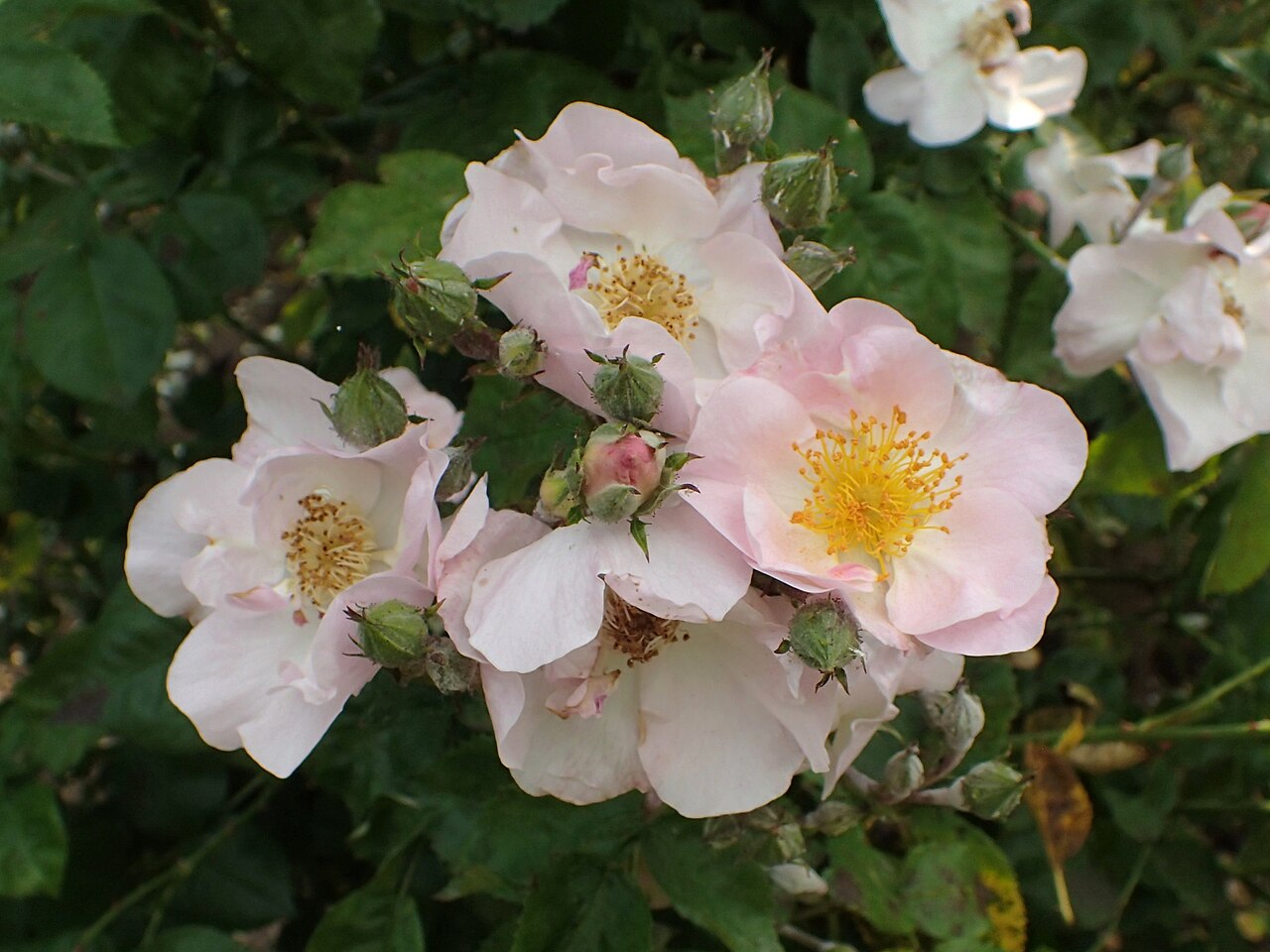 Roby rose