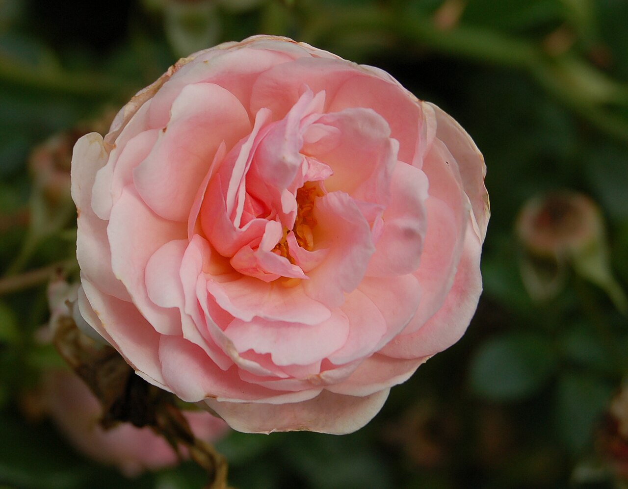 Lovely Meilland