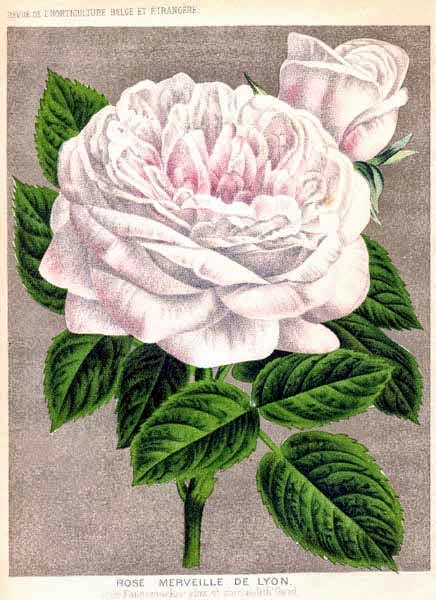 Merveille de Lyon