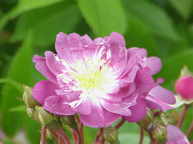 Veilchenblau rose