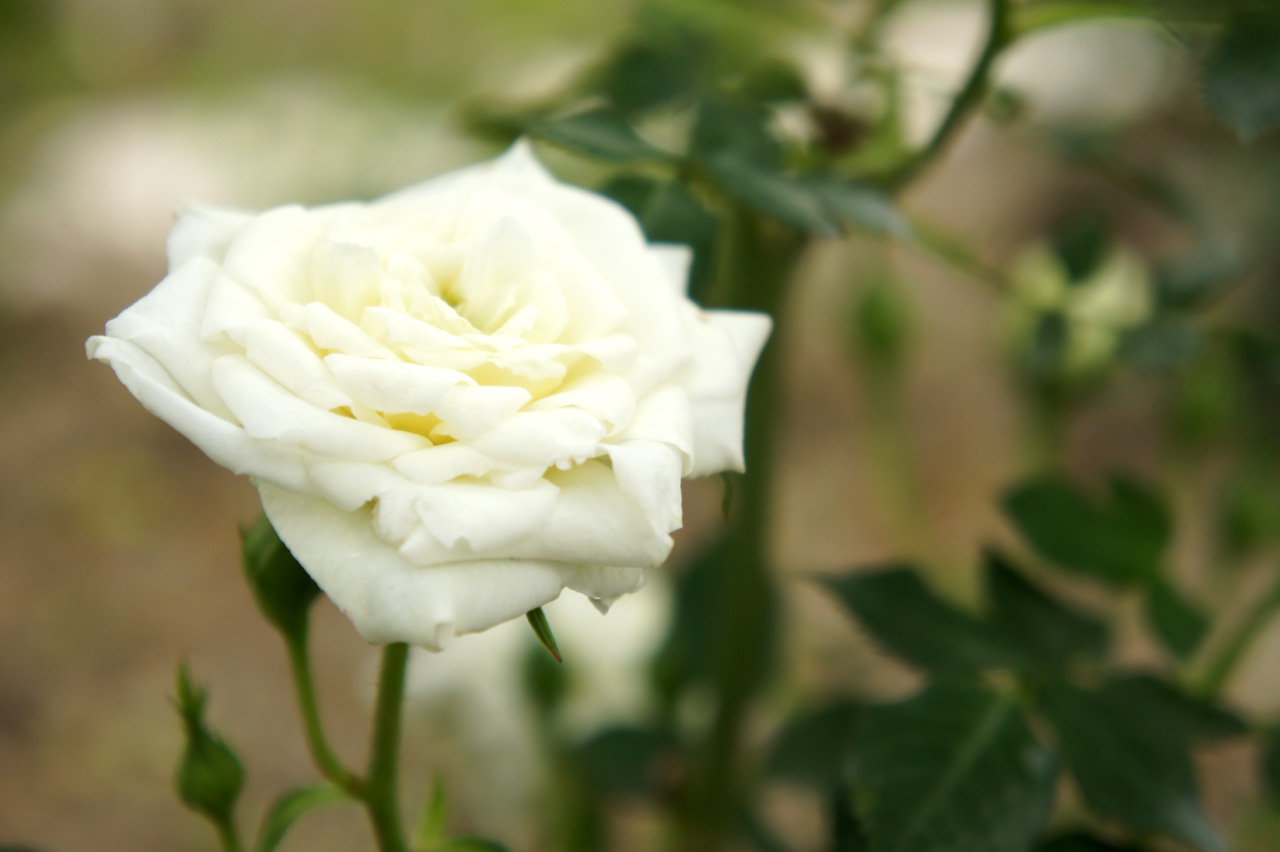 Bianco
