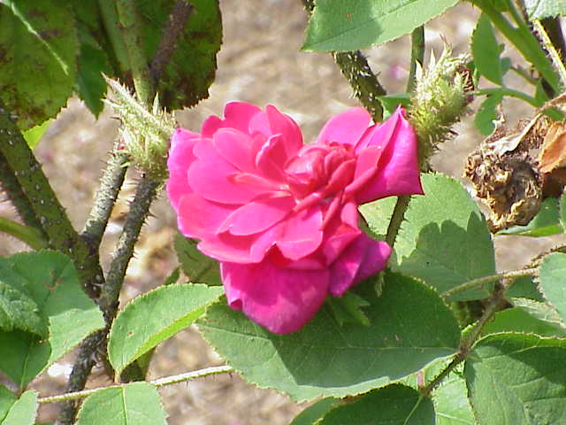 Madame de la Rôchelambert