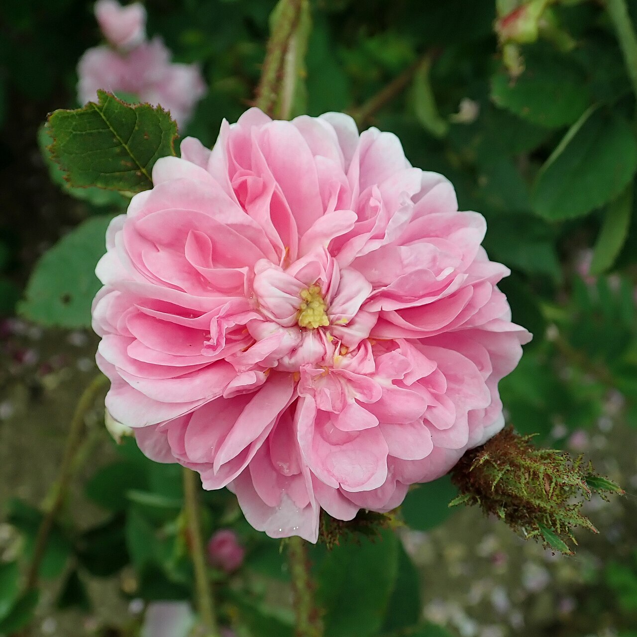 Duchesse d'Abrantès
