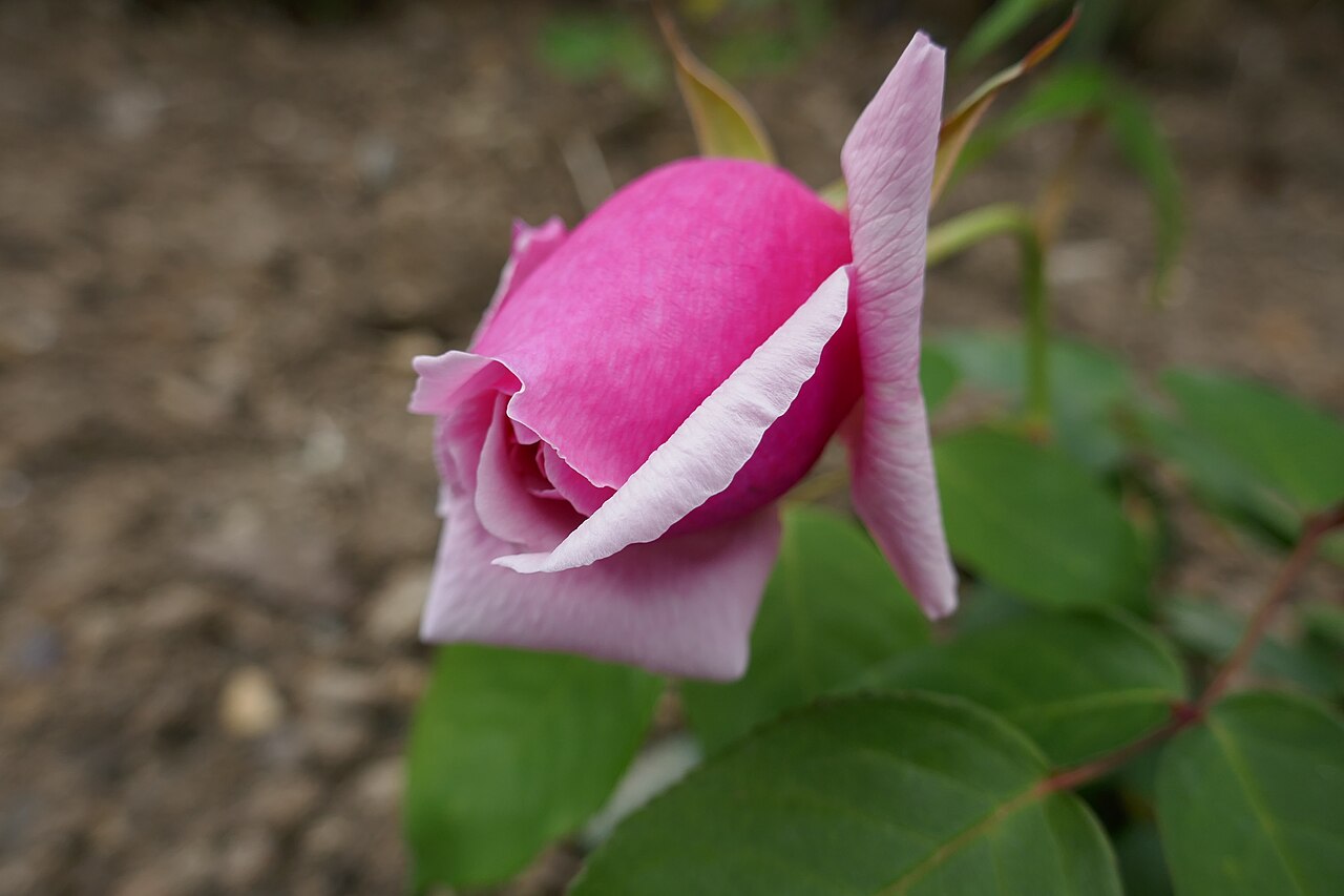 Madame Jean Raty