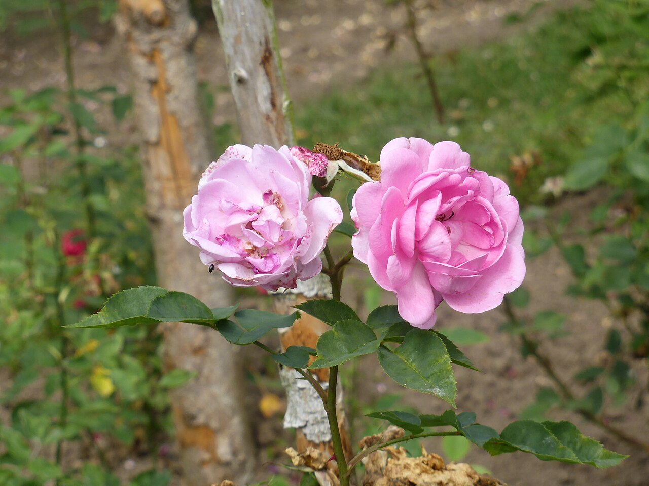 Nymphe Egeria rose