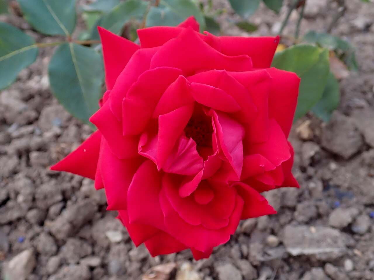 Christian Dior