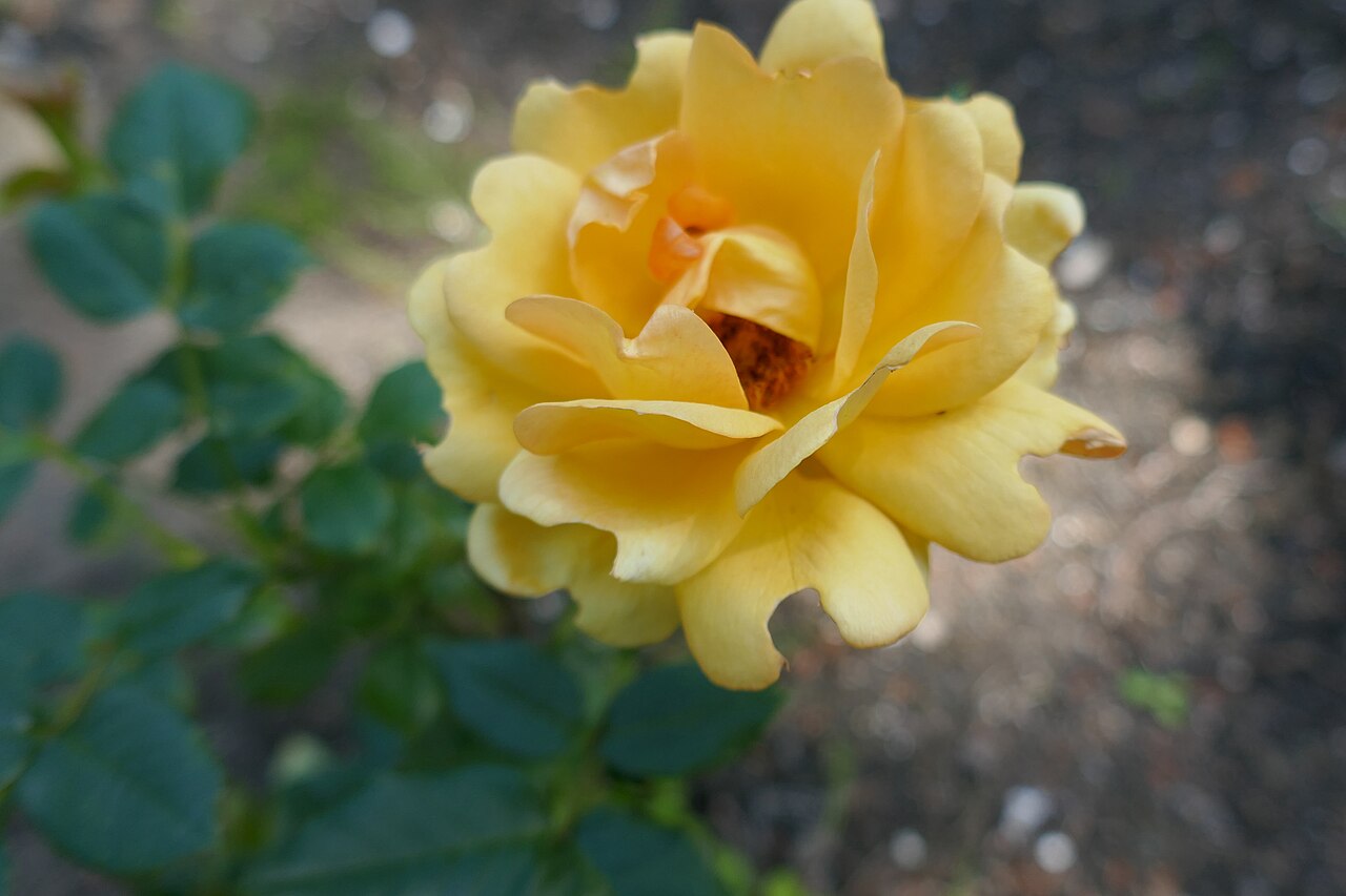 Amber Nectar