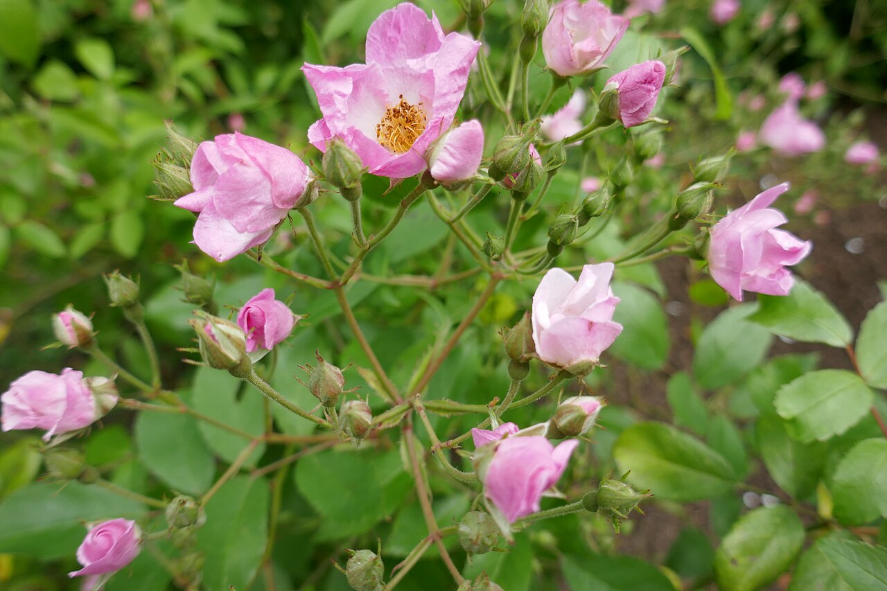 Pretty Pink