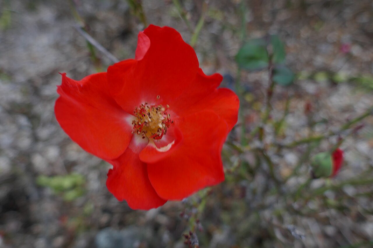 Red Spot