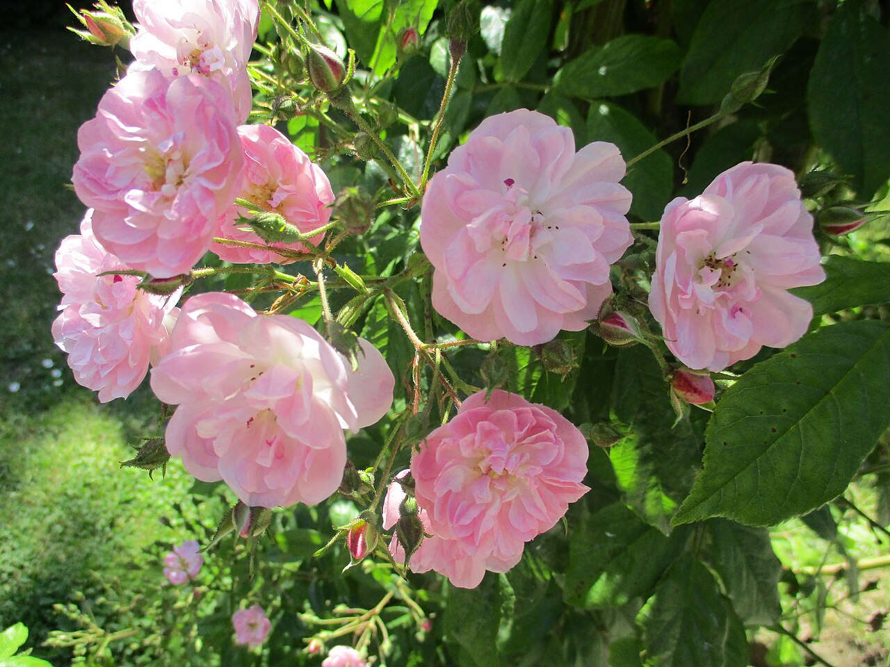 Dentelles de Malines rose