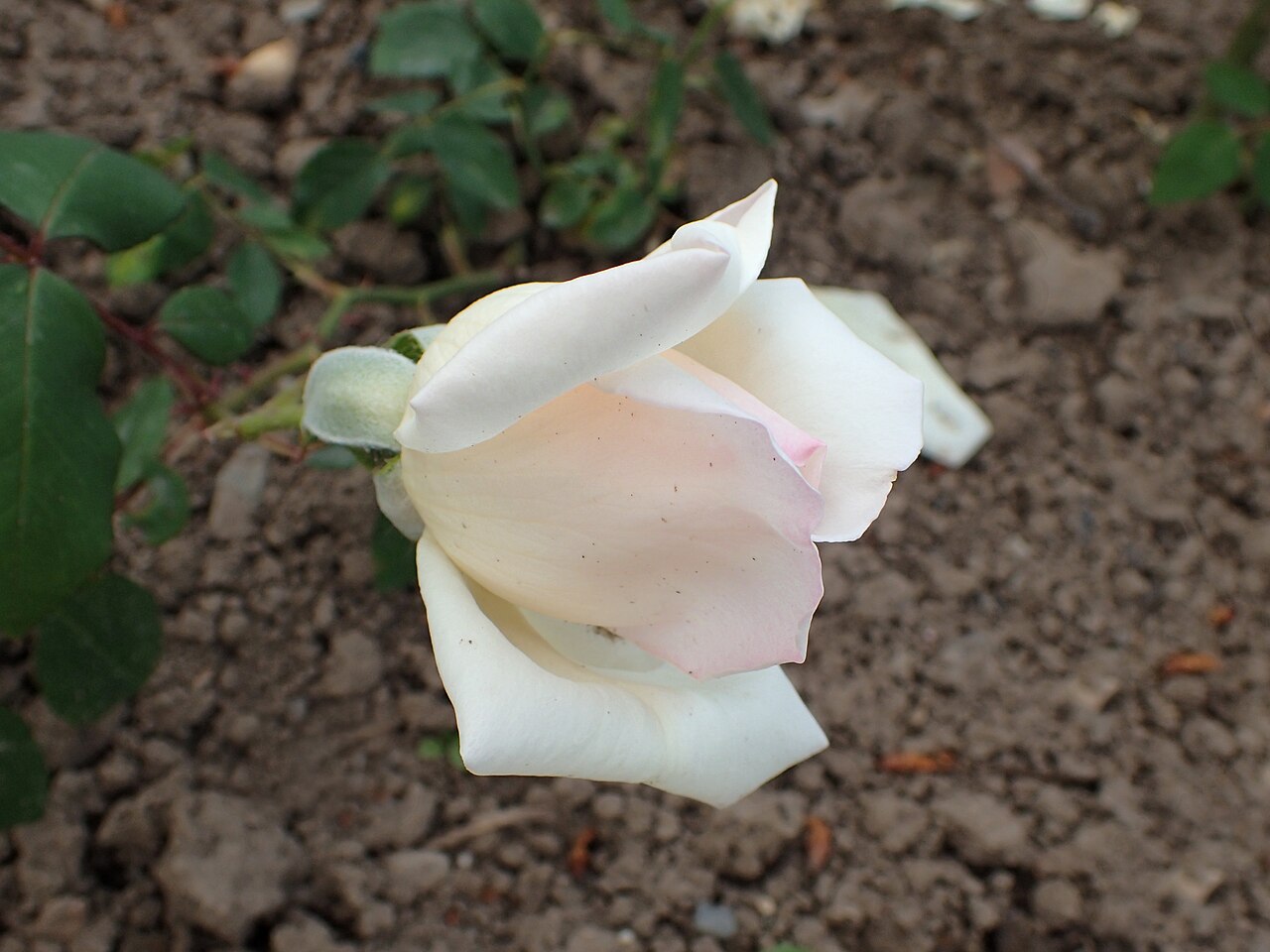 Miss Willmott