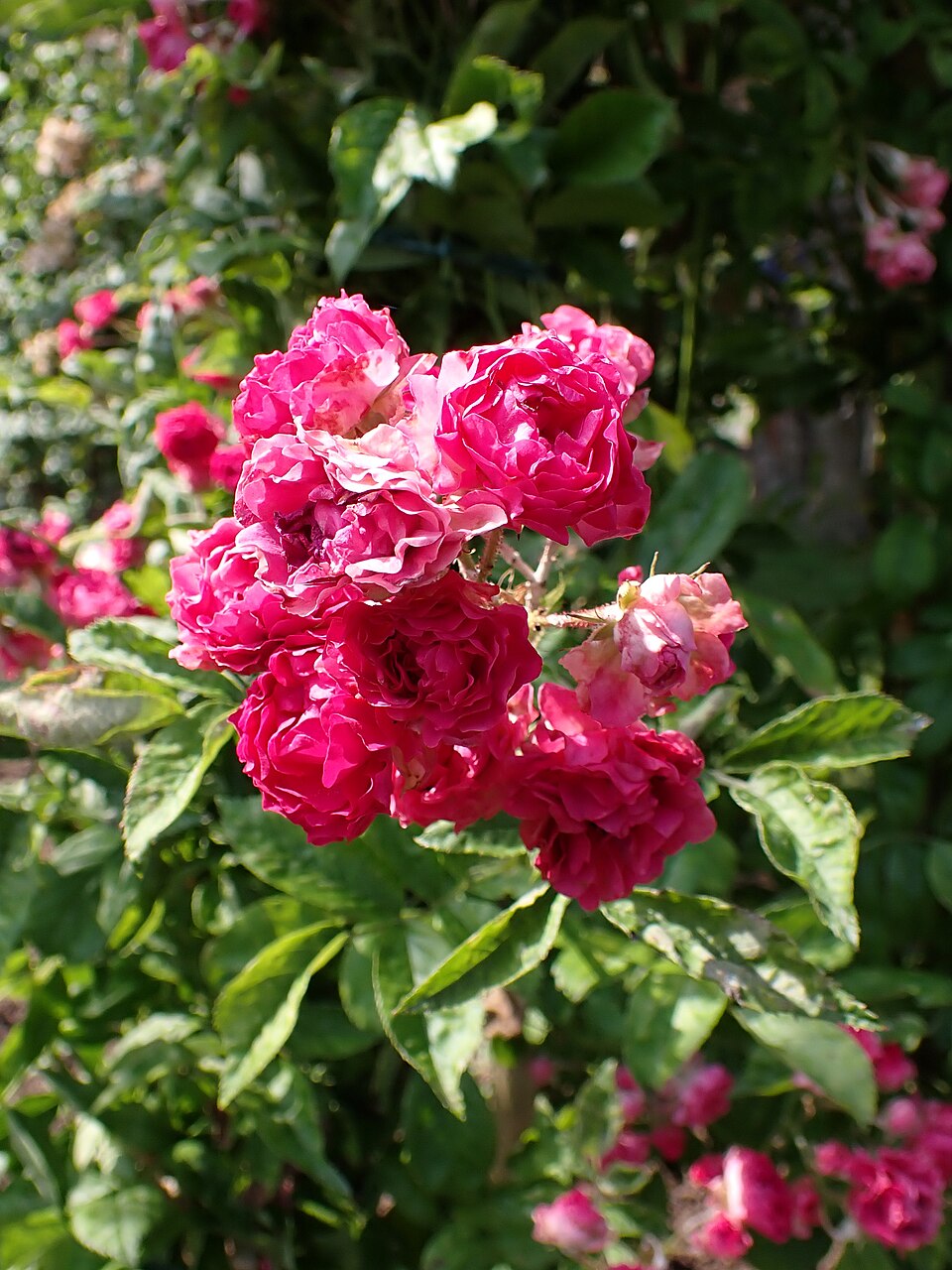 Marie Henriette Gräfin Chotek rose