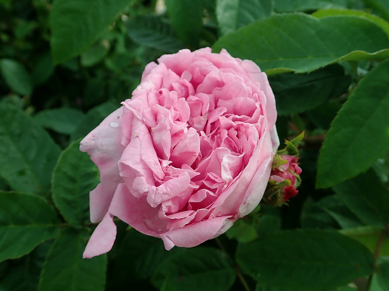 Princesse de Vaudémont
