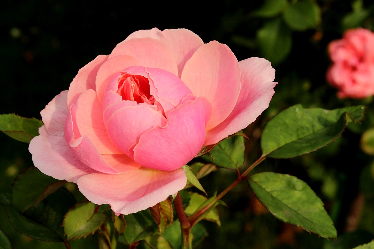 Liparfum