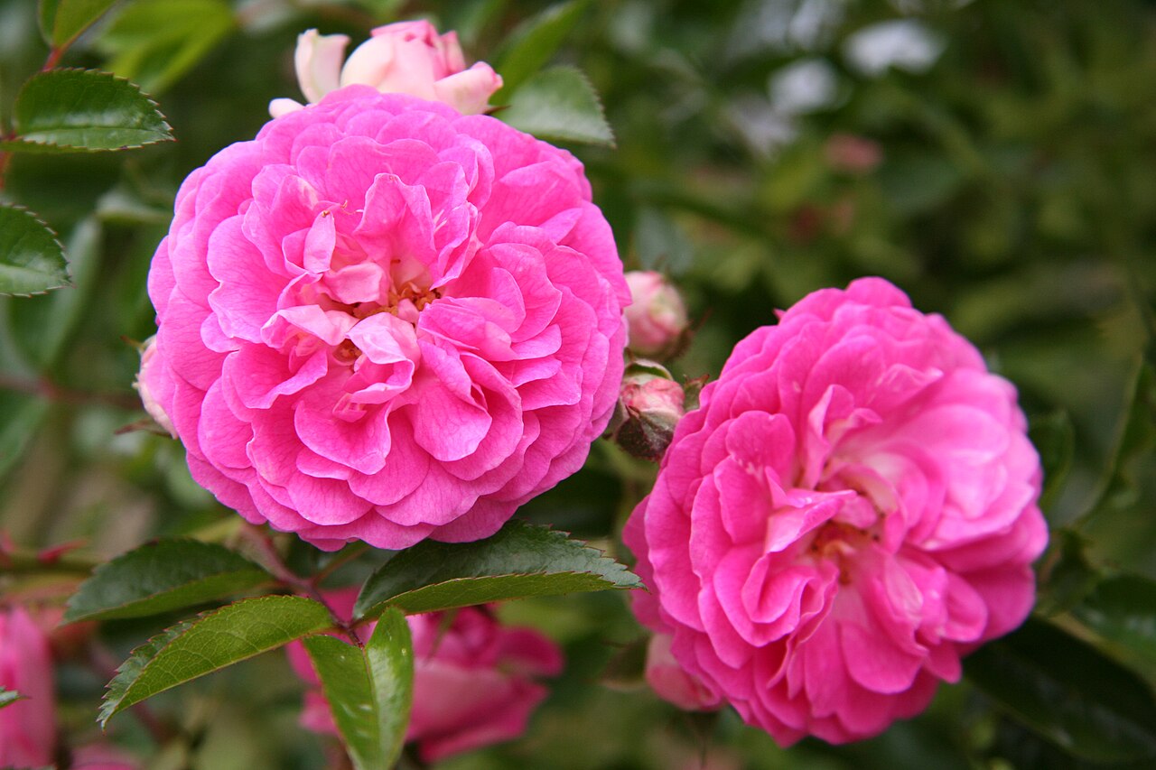 Dorothy Perkins rose
