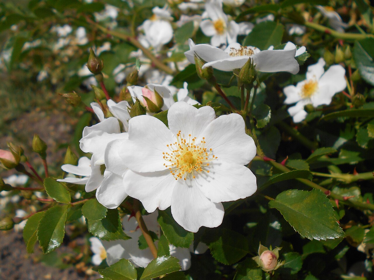Apfelblüte