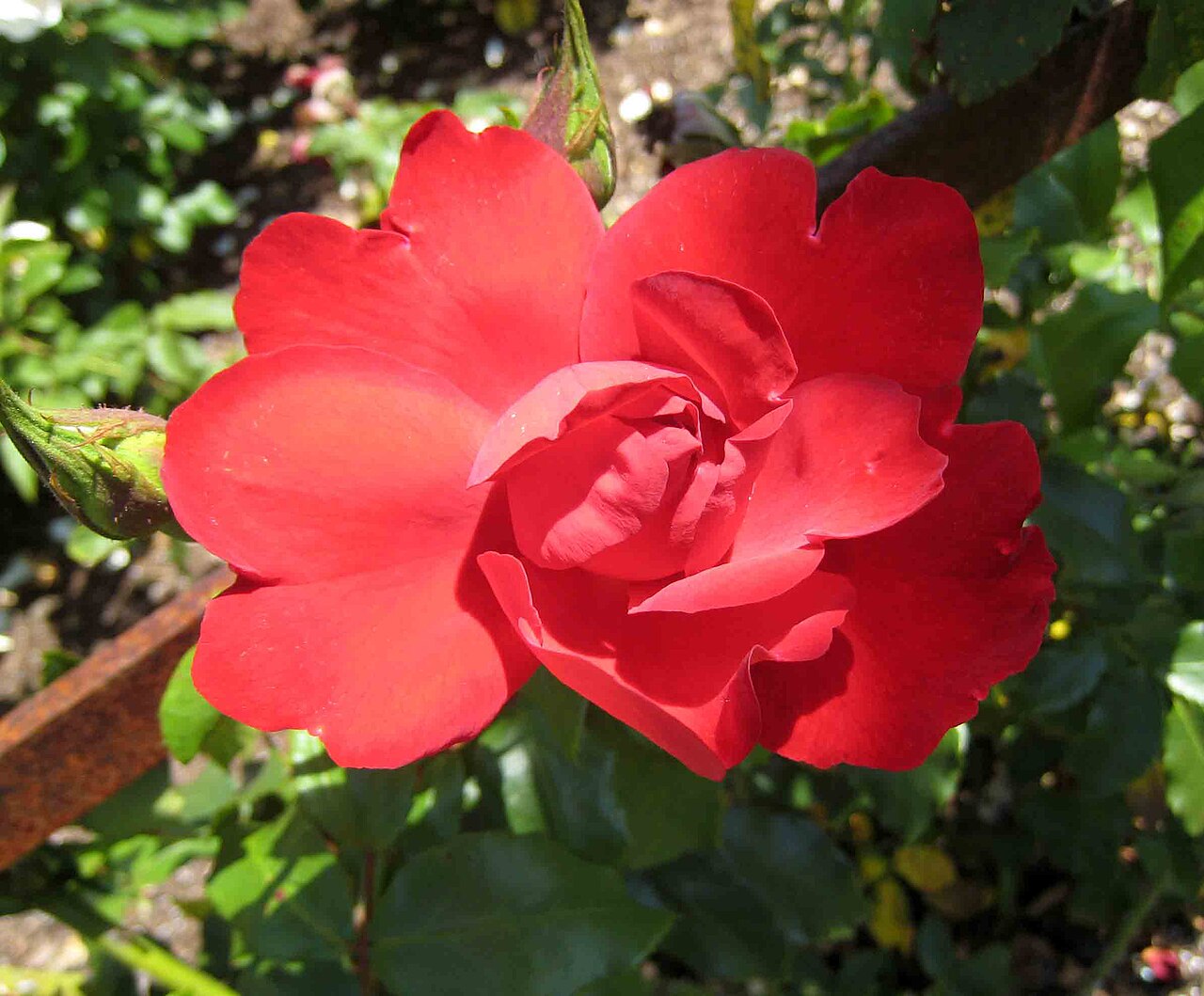 Crimson Descant