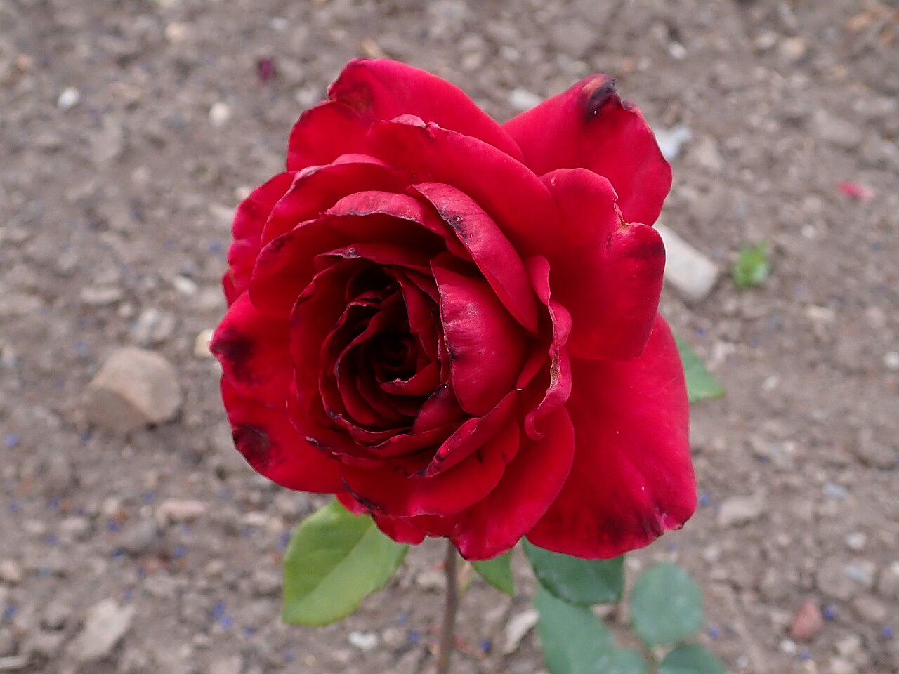 Summer Fragrance