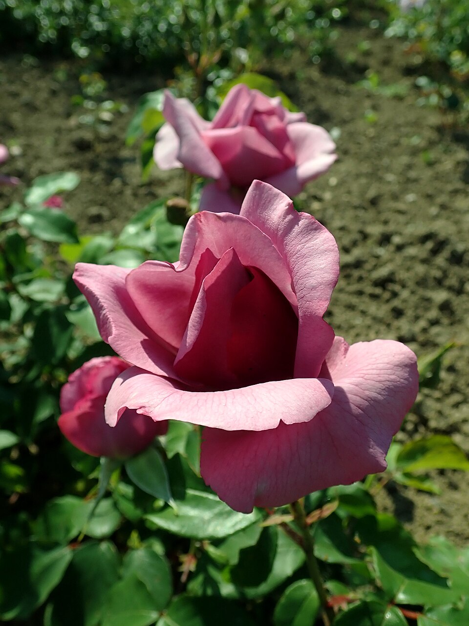 Tutu Mauve