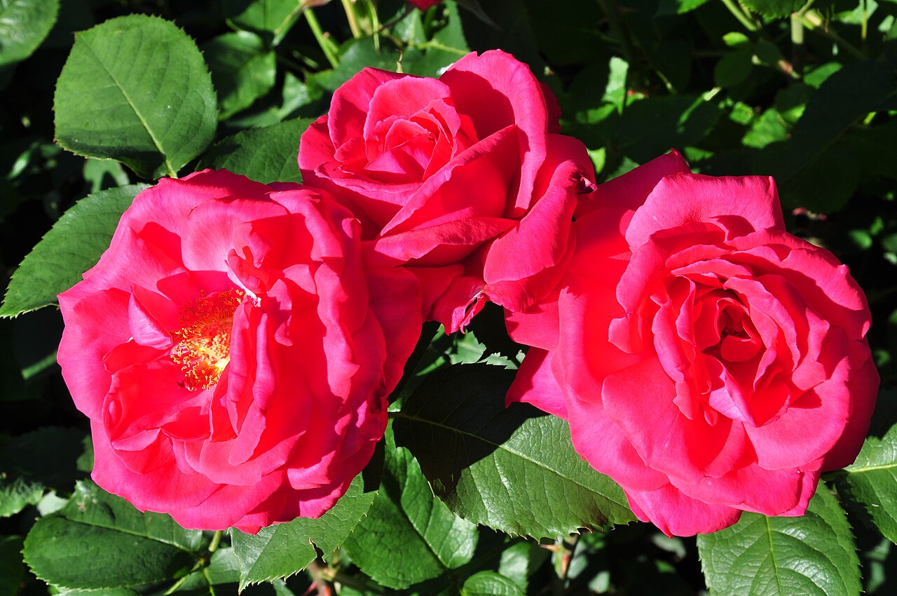 May Queen rose