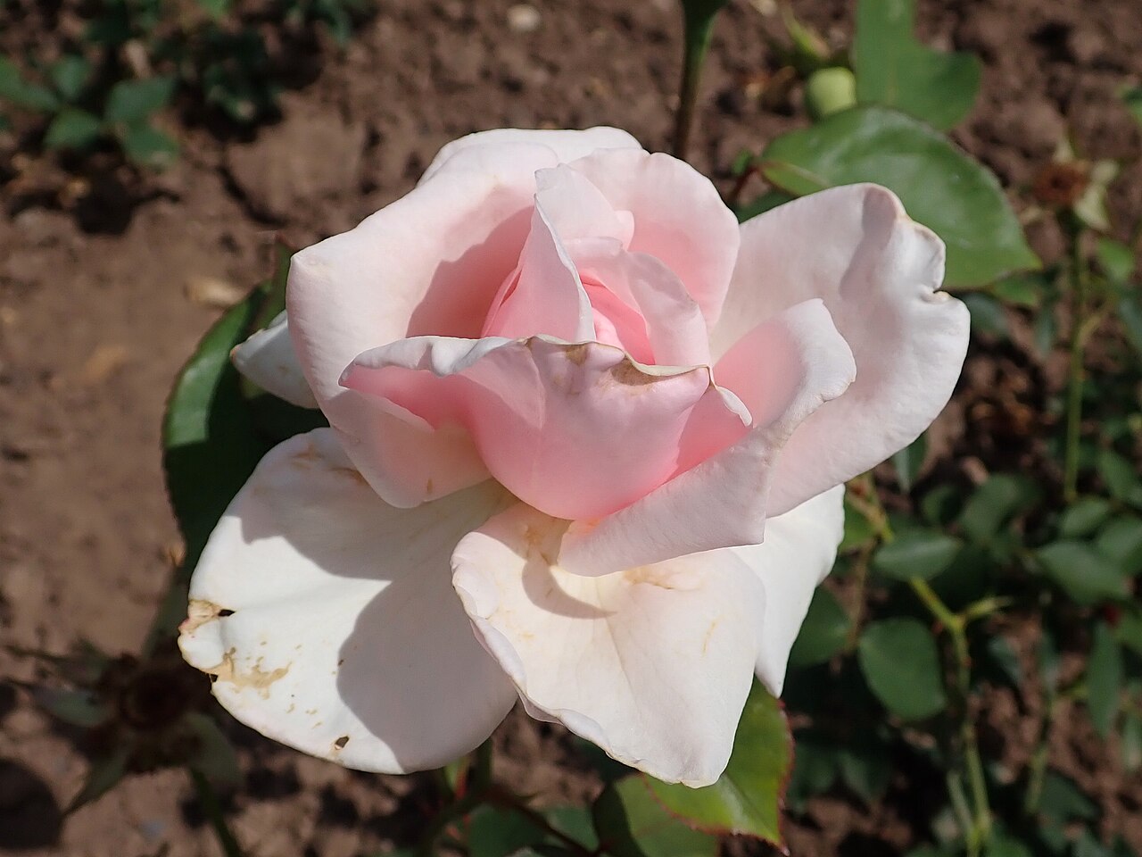 Rosa Gallart