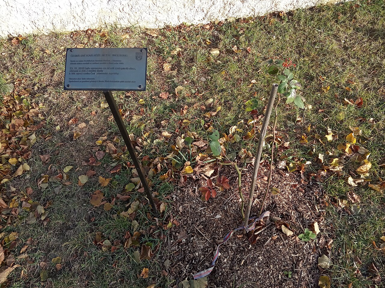 Nette Ingeborg