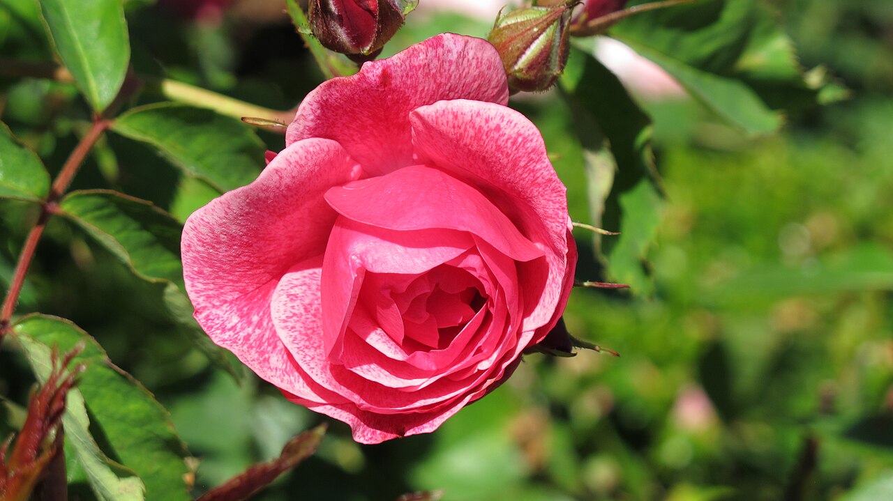 Morden Ruby