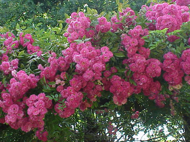 Marie Gouchault rose