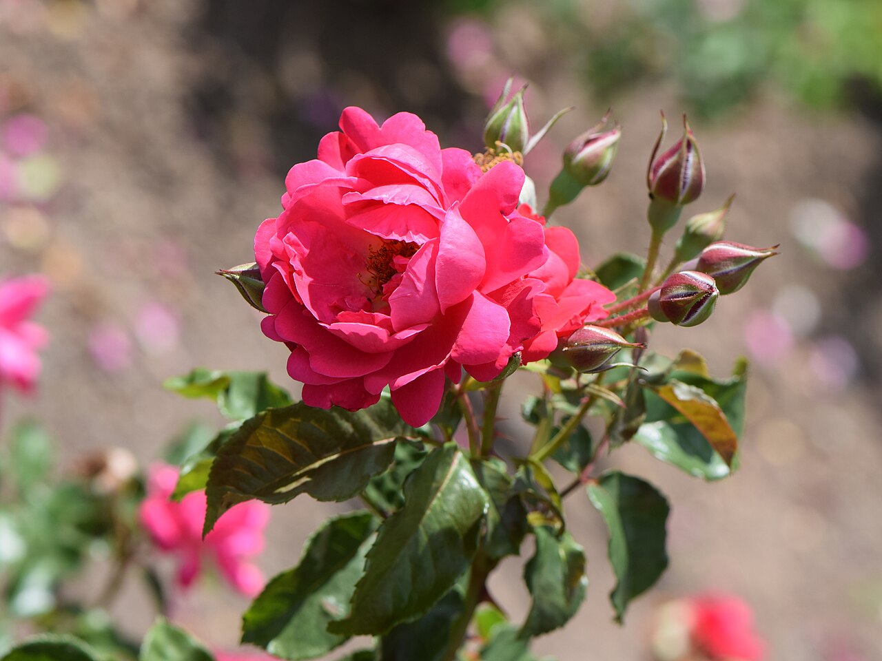 Europa-Rosarium Sangerhausen