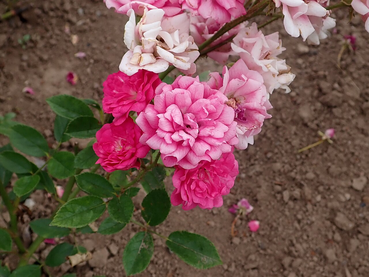 Rote Teschendorffs Jubiläumsrose