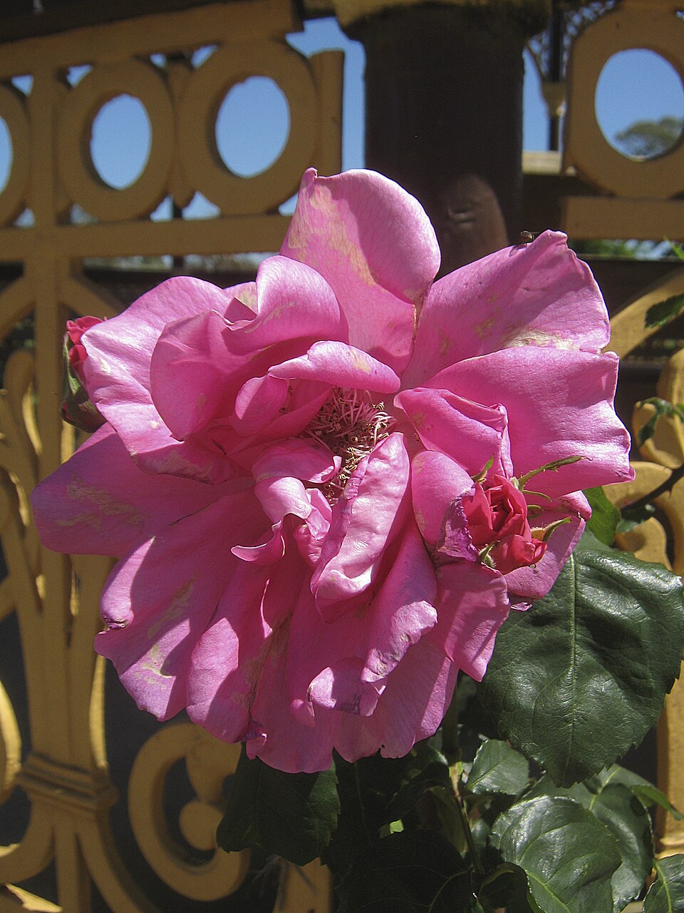 "Miss Madden's Climber"