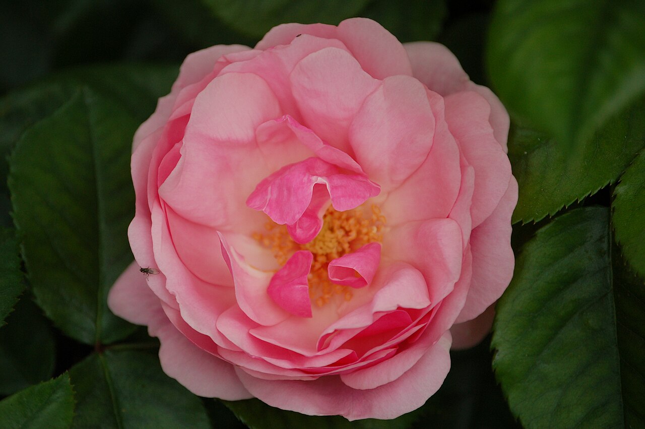 Bernd Weigel Rose