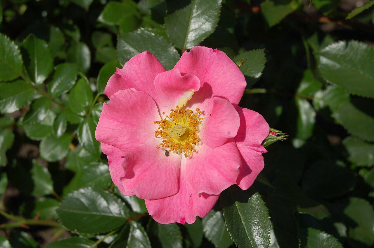 UNICEF-Rose