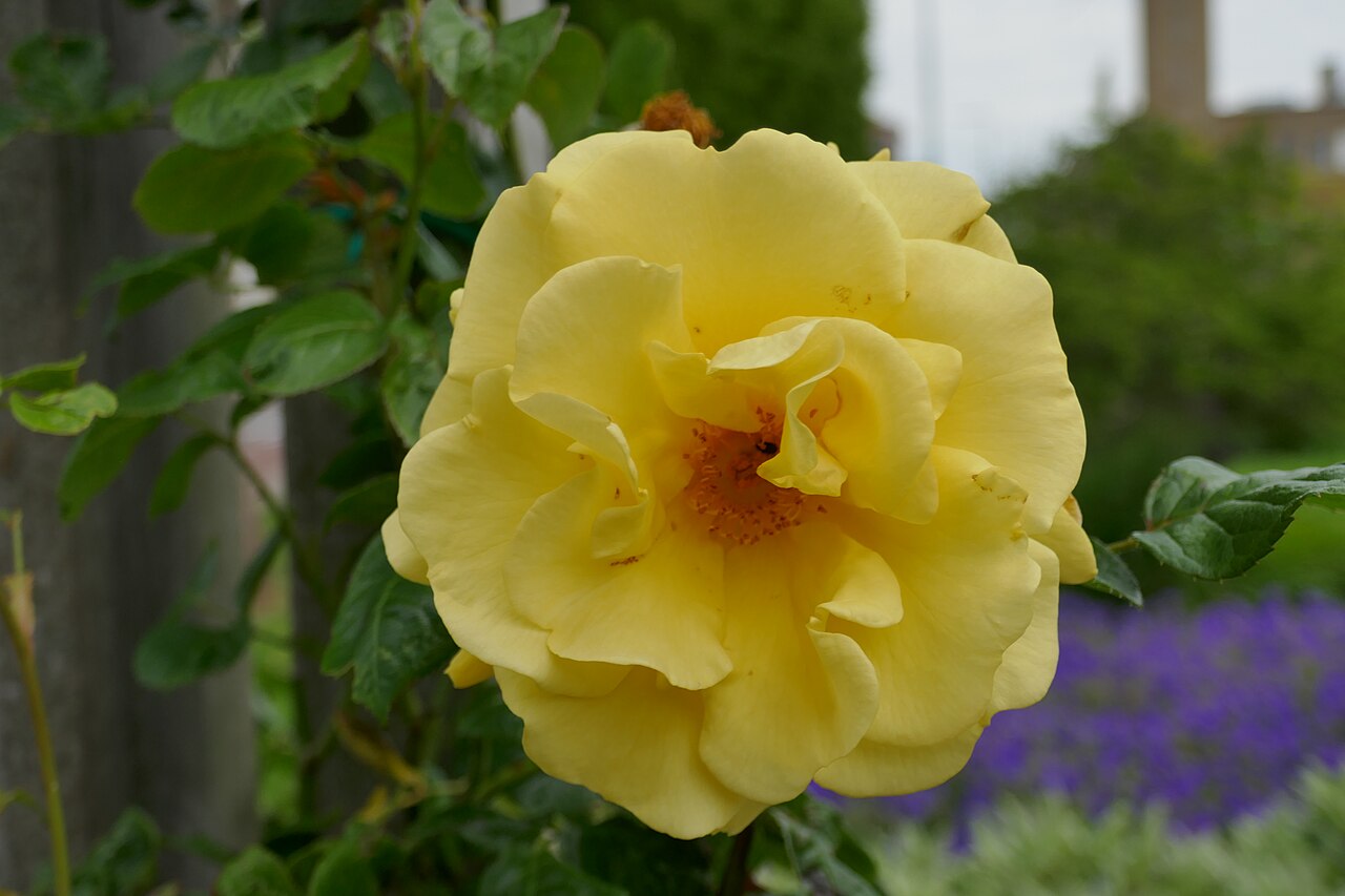 Gardeners Glory