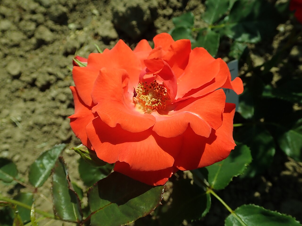 Topsi