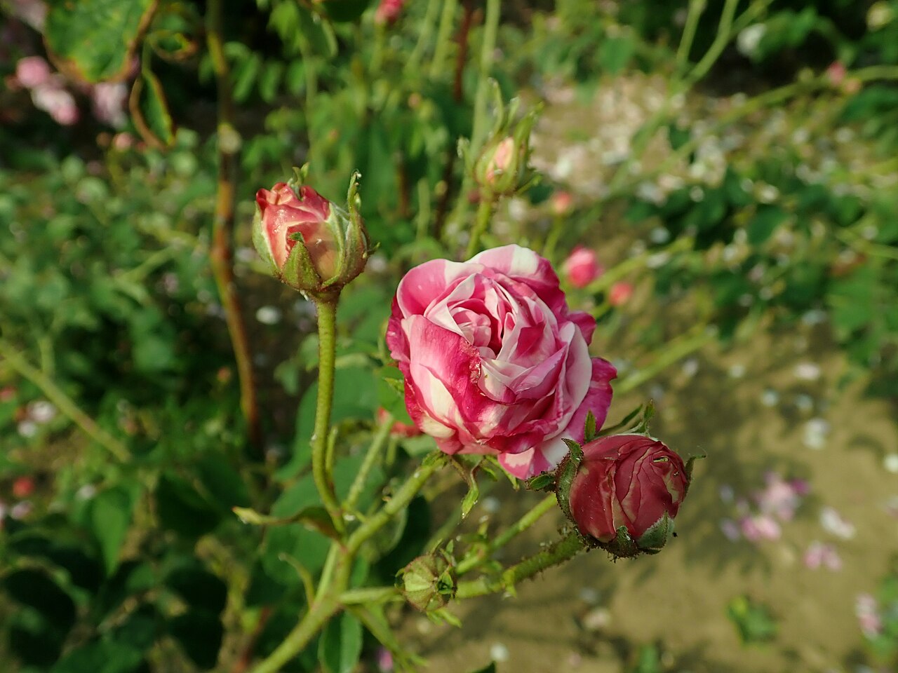Perle des Panachées